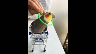 Adorable Cockatiel Larrys Cute Playful Singing Moments 🥰🎶🦜 cockatielscraze birdsinging [upl. by Servais]