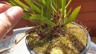 Carnivorous Plants Care  Sarracenia Divisions [upl. by Earahs]