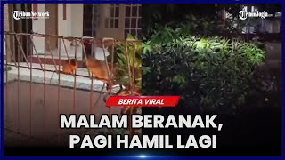 VIRAL GEROMBOLAN TIKUS MENYERANG RUMAH DI CIBATU KARAWANG [upl. by Jahdal]