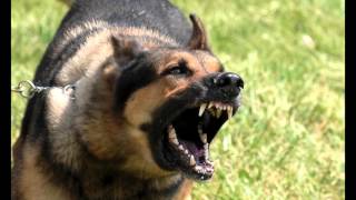 Download Large Dog Growling Sounds Effects MP3 [upl. by Jeno921]