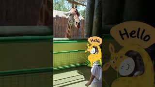 Avilon Zoo 2024 Feeding Giraffe Experience A Day Care Field Trip [upl. by Byler]