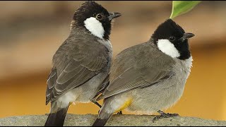 10 Facts About WhiteEared Bulbuls  Life of Bulbuls [upl. by Inva]