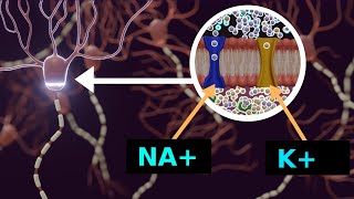 Aktionspotential und Ruhepotential  Nervenimpuls [upl. by Ylicic]