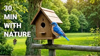 Ultimate Bird ASMR Soothing Sounds of Nature [upl. by Anasor458]