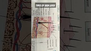 Skin layers part1biologyskincareskinlaseranatomysimplifiedepidermisbiologymadeeasyviralshort [upl. by Lokkin64]