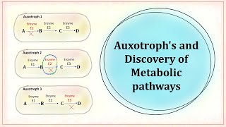 Auxotroph and discovery of metabolic pathway [upl. by Anomor430]