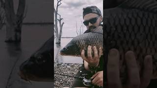 Carp on Lures on Ultralight BFS Fishing Tackle bfsfishing carpfishing lurefishing [upl. by Launamme946]