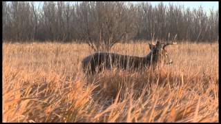 Why You Should Hunt From a Ground Blind  Deer Hunting [upl. by Stanwinn]