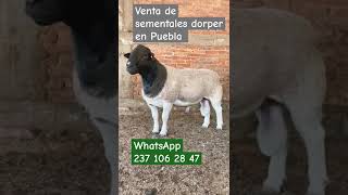 Borrego dorper en Tlacotepec Puebla WhatsApp 237 106 2847 [upl. by Raeann]