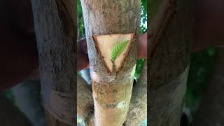 Guava and mango tree grafting​ [upl. by Caras]