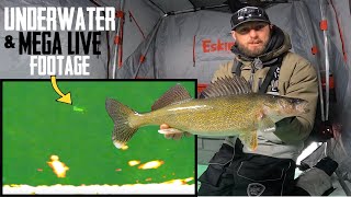 Ice Fishing AGGRESSIVE Walleyes Jigging  UNDERWATER Footage [upl. by Enirehtak]