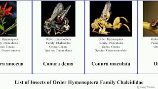 List of Insects of Order Hymenoptera Family Chalcididae epitranus brachymeria dema maculata ovata [upl. by Ytsirk]