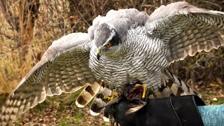 Falconry Understanding Accipiters [upl. by Shreve]