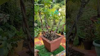 Bonsai in progress bonsai trending bonsaitree diy gardening shortsshortsvideo gardenideas [upl. by Reahard]