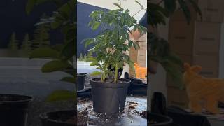 repotting a Schefflera timelapse [upl. by Ocsic]