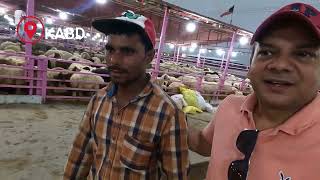 Visiting Kuwait Goat Market I कुवैत की बकरा मंडी I KABD I Exciting Place I Trips Trigger [upl. by Ardnad]