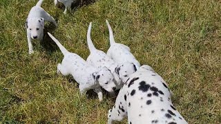 Adorable Dalmatian Puppies Have a Blast in the Sun [upl. by Ecyob]