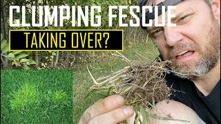 Clumping Fescue Removal in Lawn  How to remove clumping fescue [upl. by Hardie]