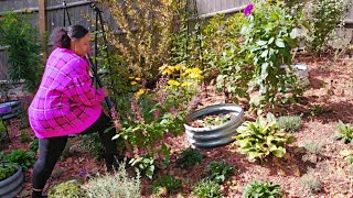 Red Riding Hood Penstemon  Autumn Joy Sedum  Solar Flare Kniphofia  Lets Plant🌞 garden [upl. by Phila]