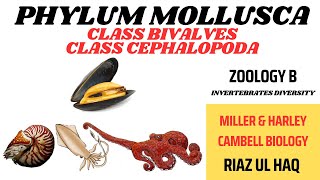 Class Bivalvia and Class Cephalopoda Phylum Mollusca Zoology B Invertebrates Diversity [upl. by Wilonah]