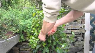 How to prune camelias [upl. by Charmian456]