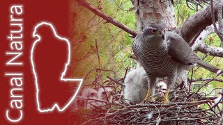 Azor común Accipiter gentilis Northern Goshawk [upl. by Arbua579]