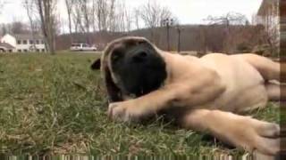 Dogs 101 English Mastiff [upl. by Inan]