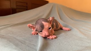 A Hairless Kitten Opens Its Eyes to the World Wearing the Funniest Expression 🥰🥰🥰 [upl. by Ceciley]