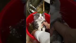 😾😾cat animals shortvideo catlover shorts [upl. by Ettenom545]