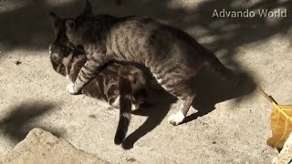 Cats Mating  funny cats videos  cat mating  mating animals [upl. by Ingraham]