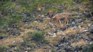 Iberian Wolves [upl. by Etteluap]