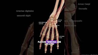 Hand Anatomy Animation anatomyphysiology anatomy hand shorts [upl. by Laenahtan]