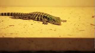 Baby Argentine Tegu Doing Baby Tegu Stuff Repidemic [upl. by Siurtemed]