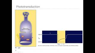 OSSM Neuro Chapter 9  Phototransduction [upl. by Nynahs]