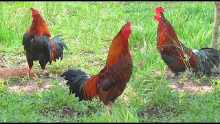 Tổng Hợp Tiếng Gà Gáy Synthesize Cock Crows Tung Vlog [upl. by Mcroberts]