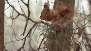 Bela Bartok  Swineherds Dance [upl. by Akere]