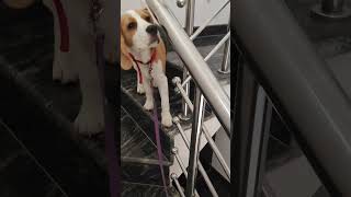 🦴🐼🐕🥰 beagleworld doglover cutebeagle cutedog beaglebaby [upl. by Tremaine]