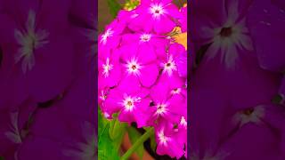 Phlox flowers blooming in three Shades gardening phlox [upl. by Alel]