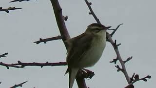 240502 RSPB Saltholme Highlights [upl. by Swetiana]