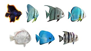 Types Of Spadefish  7 Species Of Spadefishes  English [upl. by Dessma505]