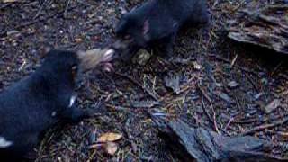 Tasmanian Devils fighting over food Listen to the noise [upl. by Analad]