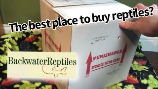 Backwater Reptiles REVIEW and UNBOXING [upl. by Cuda]