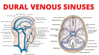 Dural Venous Sinuses [upl. by Oetsira]