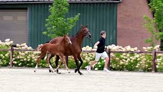 SLf 0924 U stallion 2024 by Up van het Paradijs x Ustinov [upl. by Trumann]