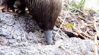 Australian animal that looks like a hedgehog but is not  THE ECHIDNA [upl. by Ditmore]