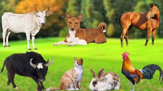 Farm Animal Food  Dog Sheep Rabbit Cat Buffalo Chicken Duck Pig Goat  Animal Sounds [upl. by Anidene998]