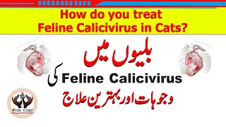 GINGIVITIS IN CATS amp How to treat it [upl. by Hollinger]