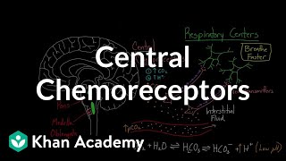 Central chemoreceptors  Respiratory system physiology  NCLEXRN  Khan Academy [upl. by Adnale335]