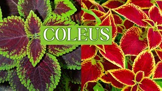 ✂ How I Prune and Propagate My Indoor Coleus Plant 🤔 🍃 [upl. by Breana430]