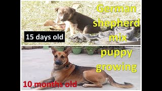 german shepherd indian pariah mix puppy growing from 2 weeks to 10 months [upl. by Swihart]